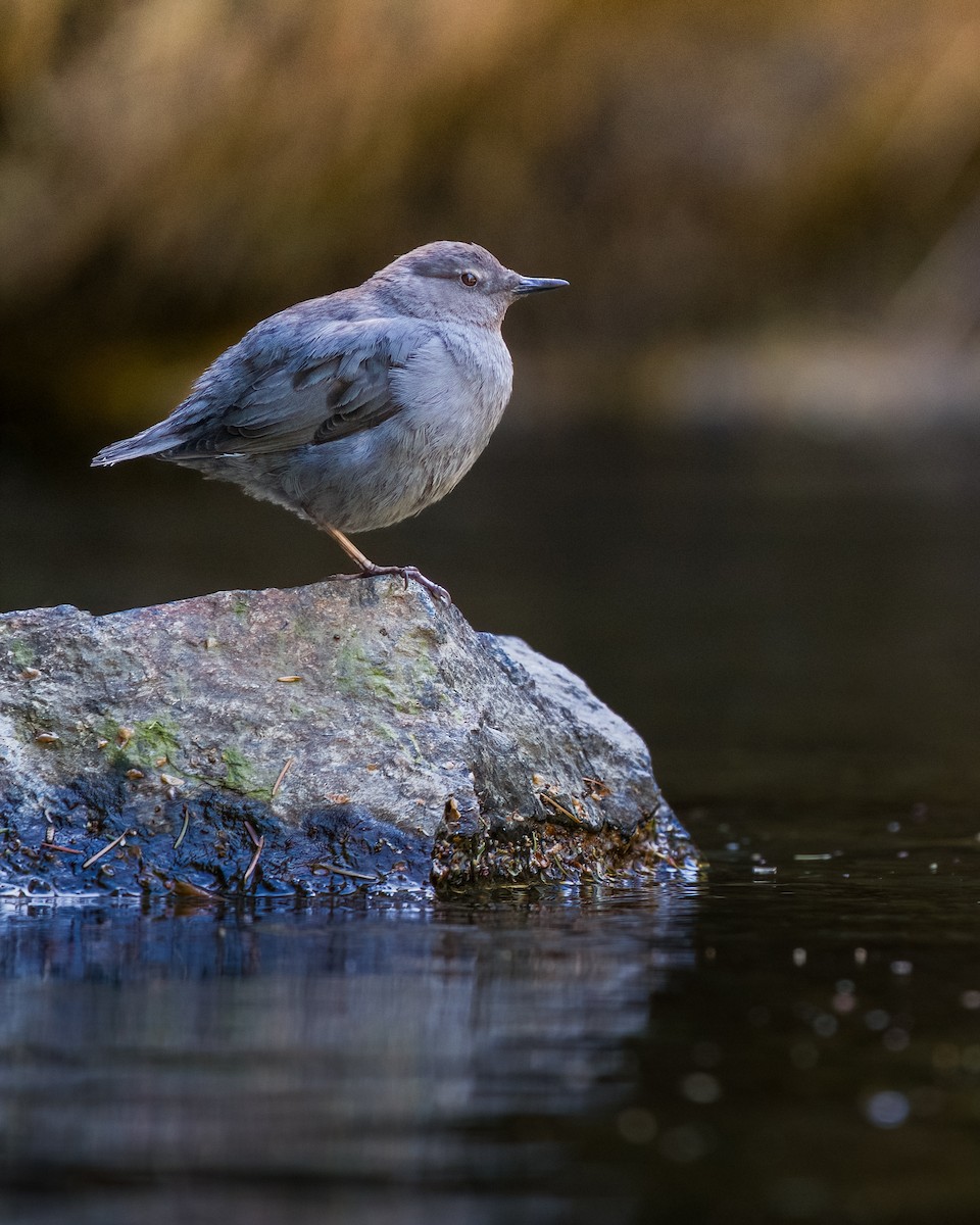 American Dipper - ML617694526