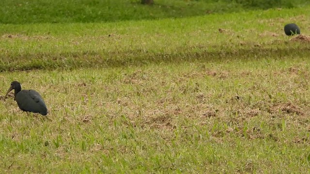 Green Ibis - ML617694546