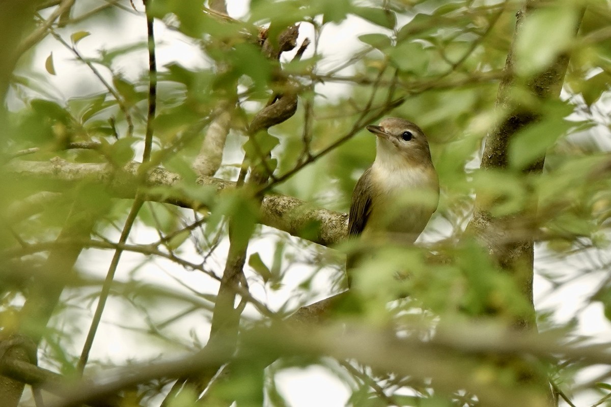 Warbling Vireo - ML617694593