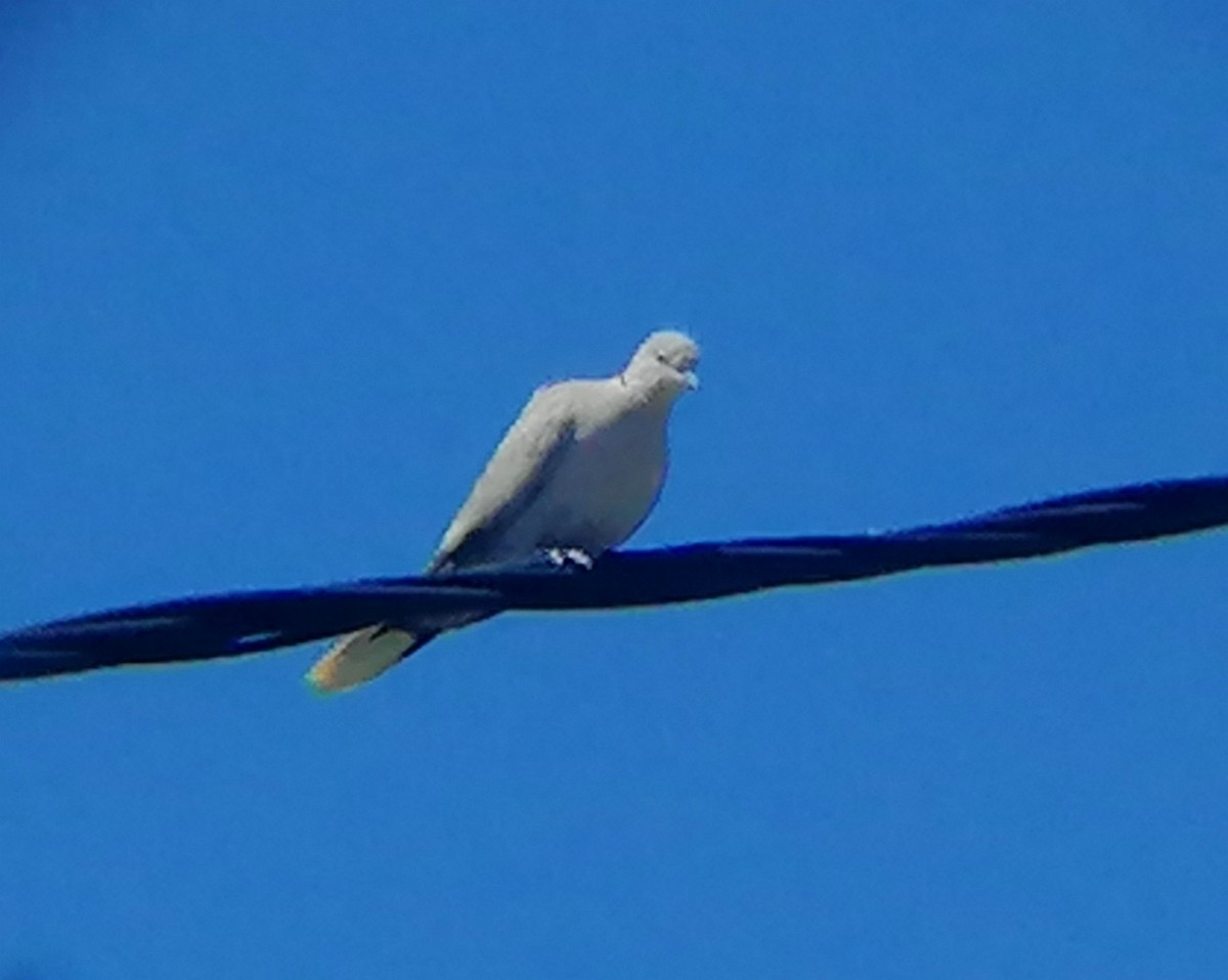 Eurasian Collared-Dove - ML617694701