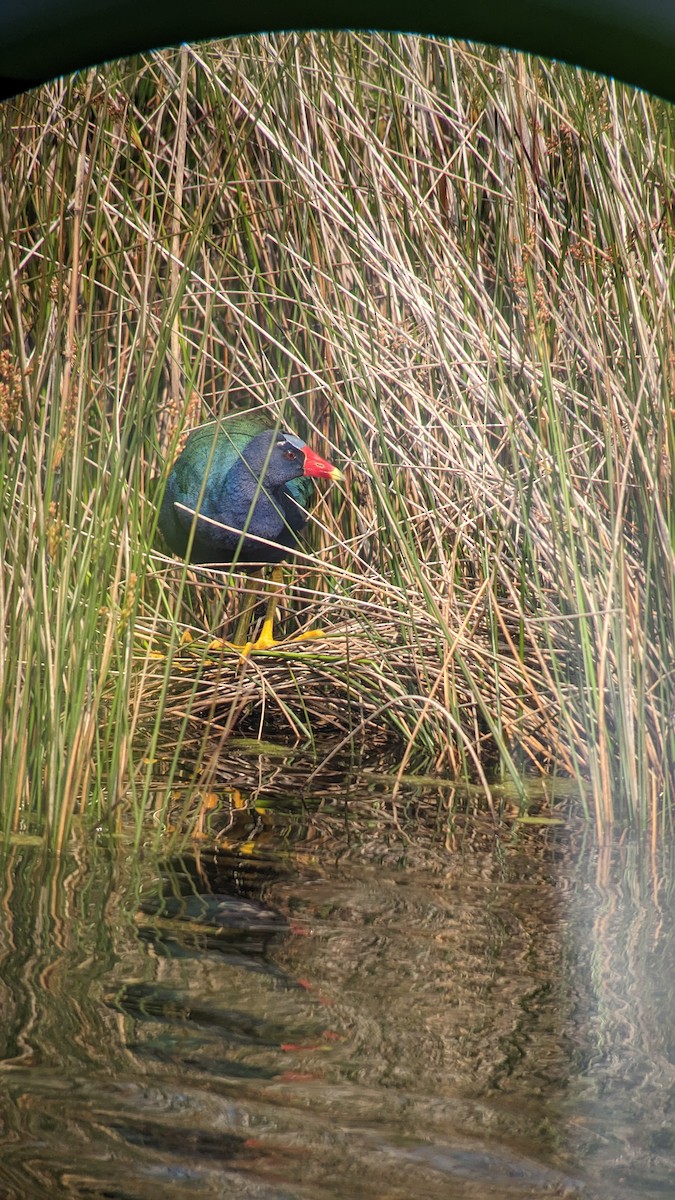 Purple Gallinule - ML617694712