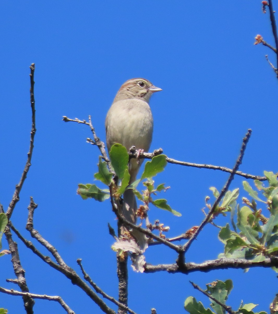 Rufous-crowned Sparrow - ML617694722