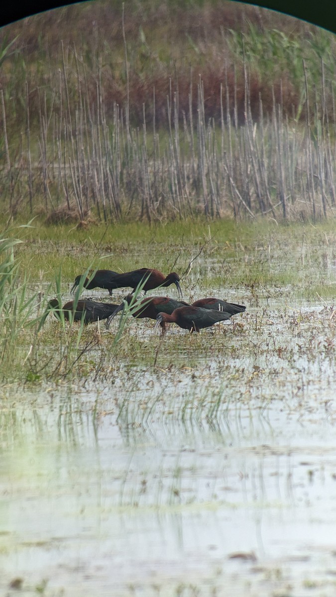 Glossy Ibis - ML617694724