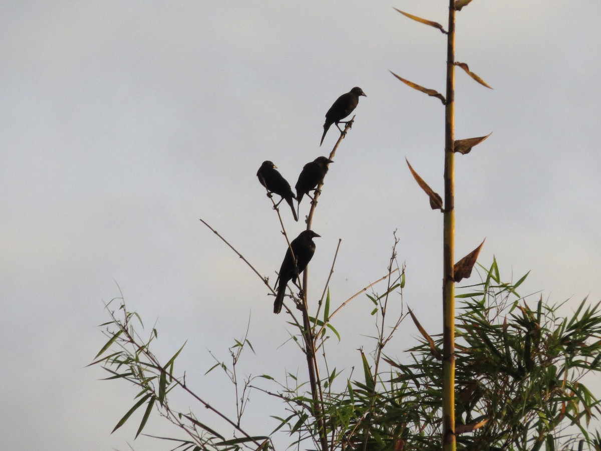 Giant Cowbird - Gisele Schoene