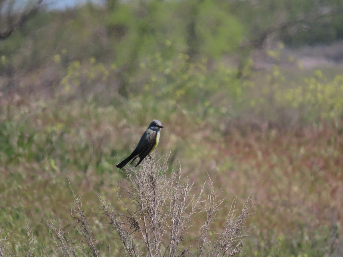 Western Kingbird - ML617694795