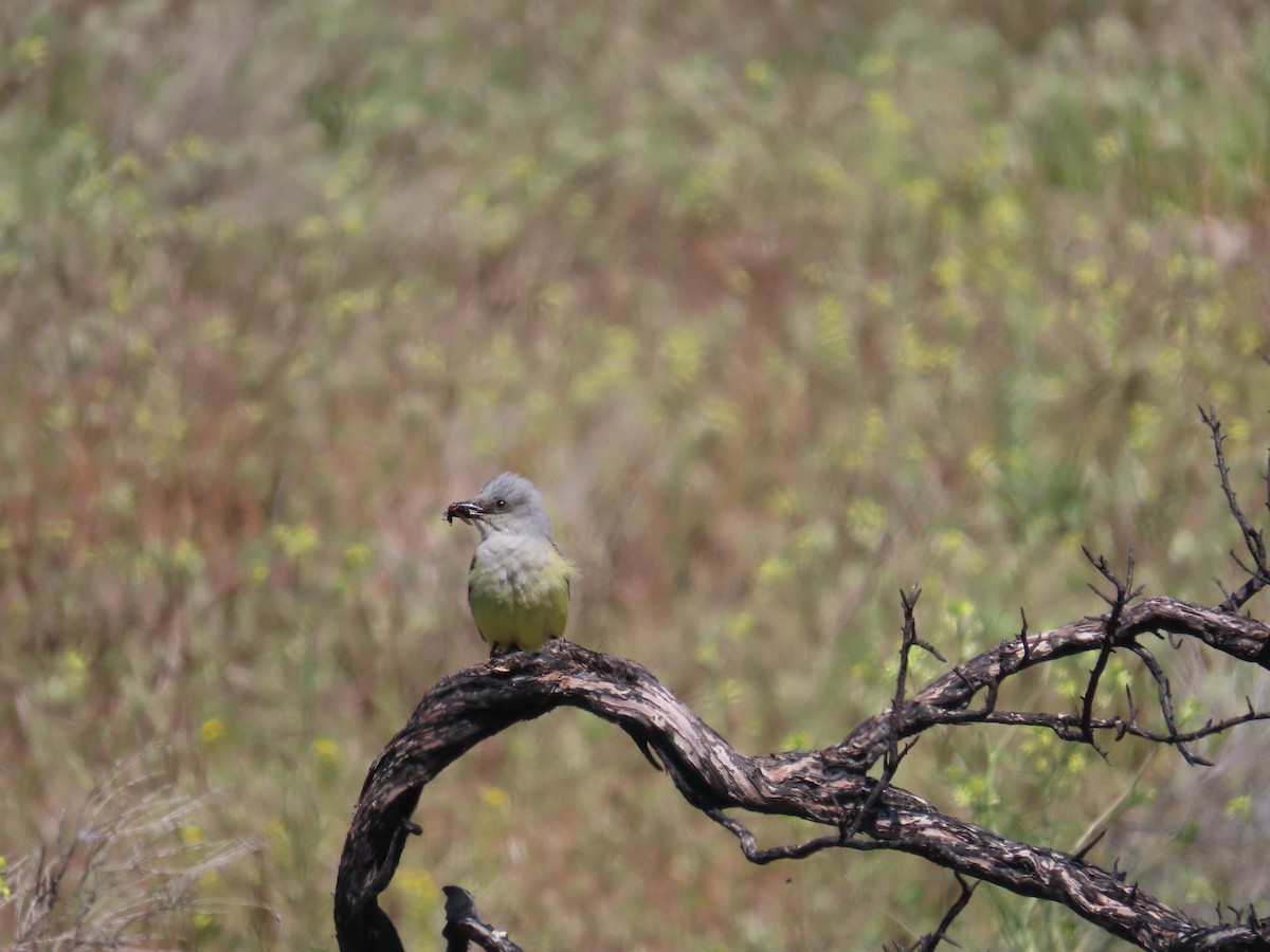 Western Kingbird - ML617694797