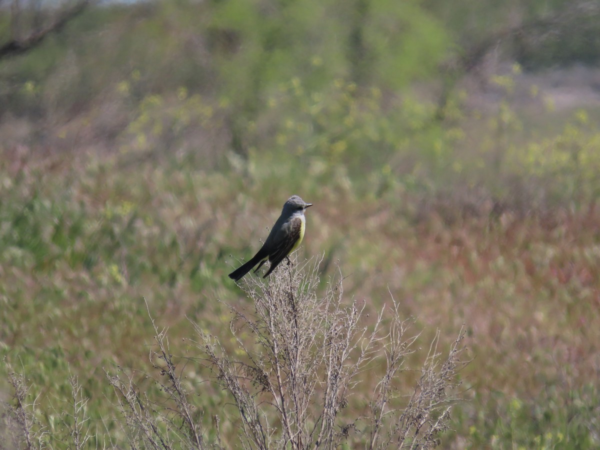 Schmalschnabel-Königstyrann - ML617694798