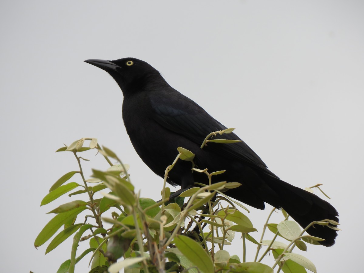 Carib Grackle - René Leal