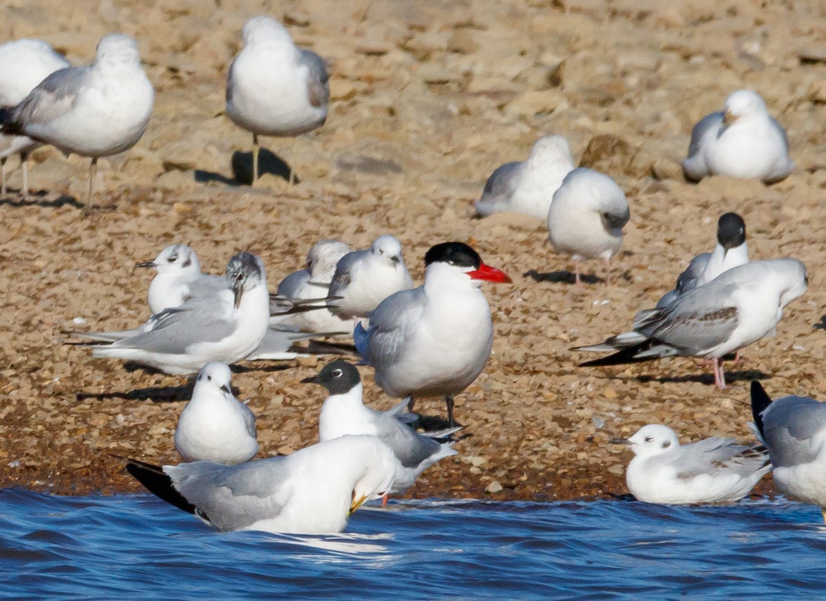 Caspian Tern - ML617694820