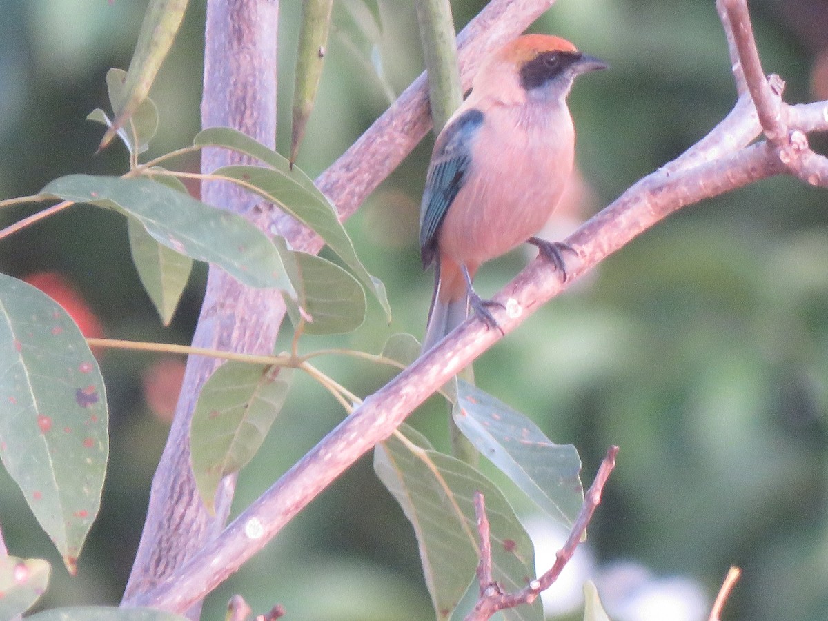 Burnished-buff Tanager - René Leal