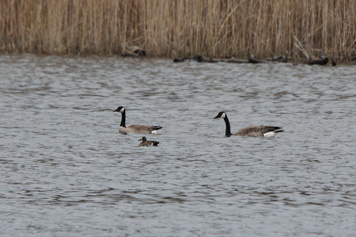 Blue-winged Teal - ML617694963