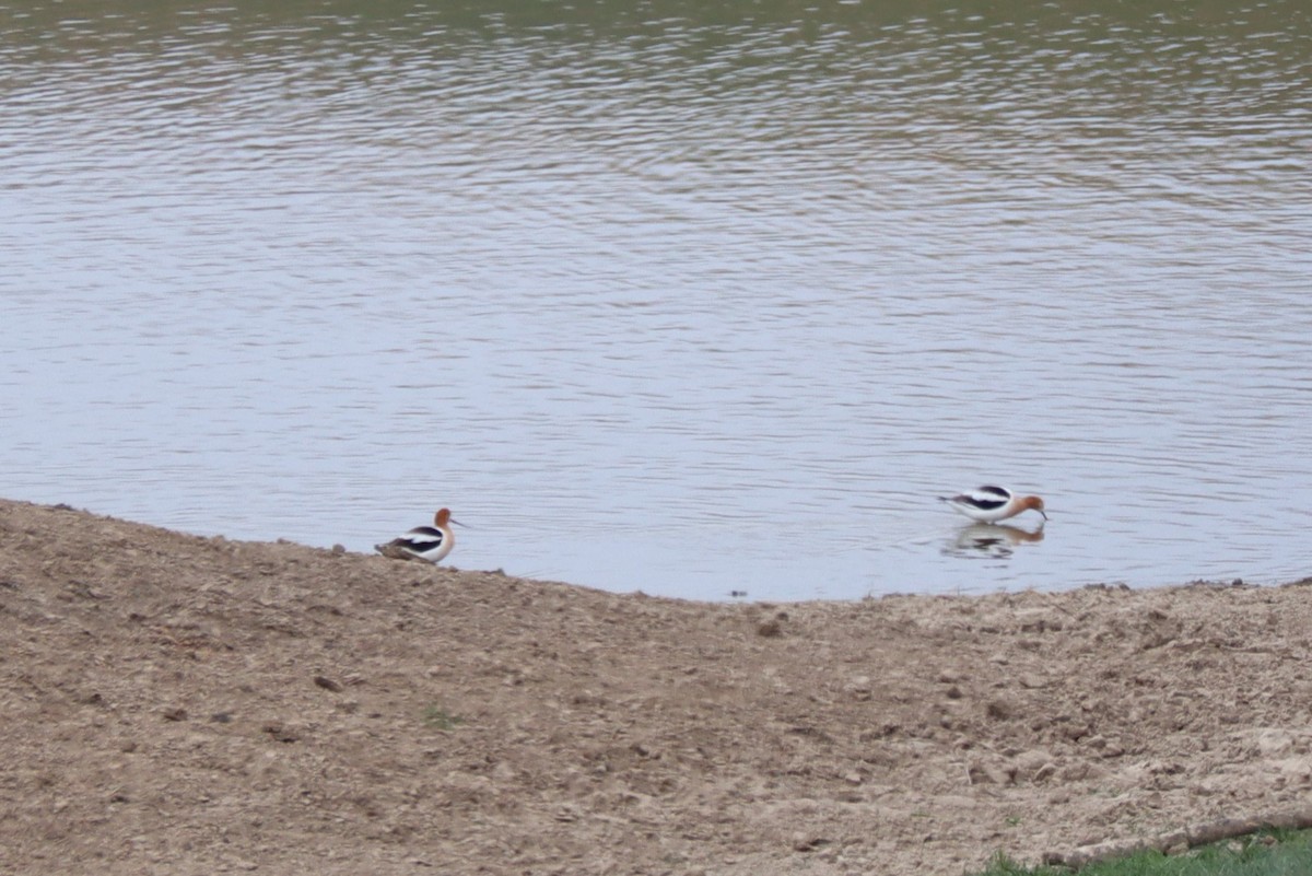 American Avocet - Eric Pourchot