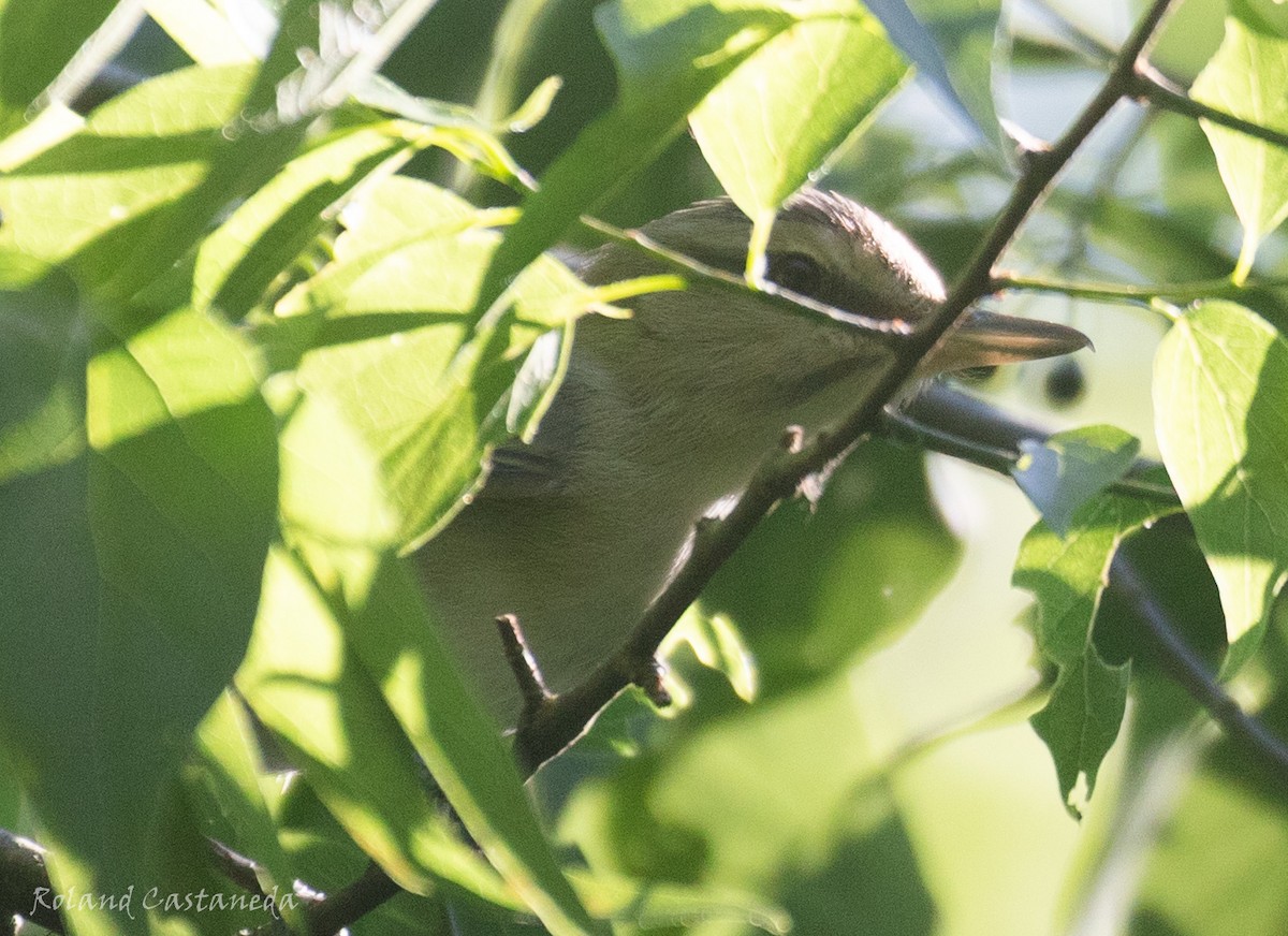Black-whiskered Vireo - ML617695001