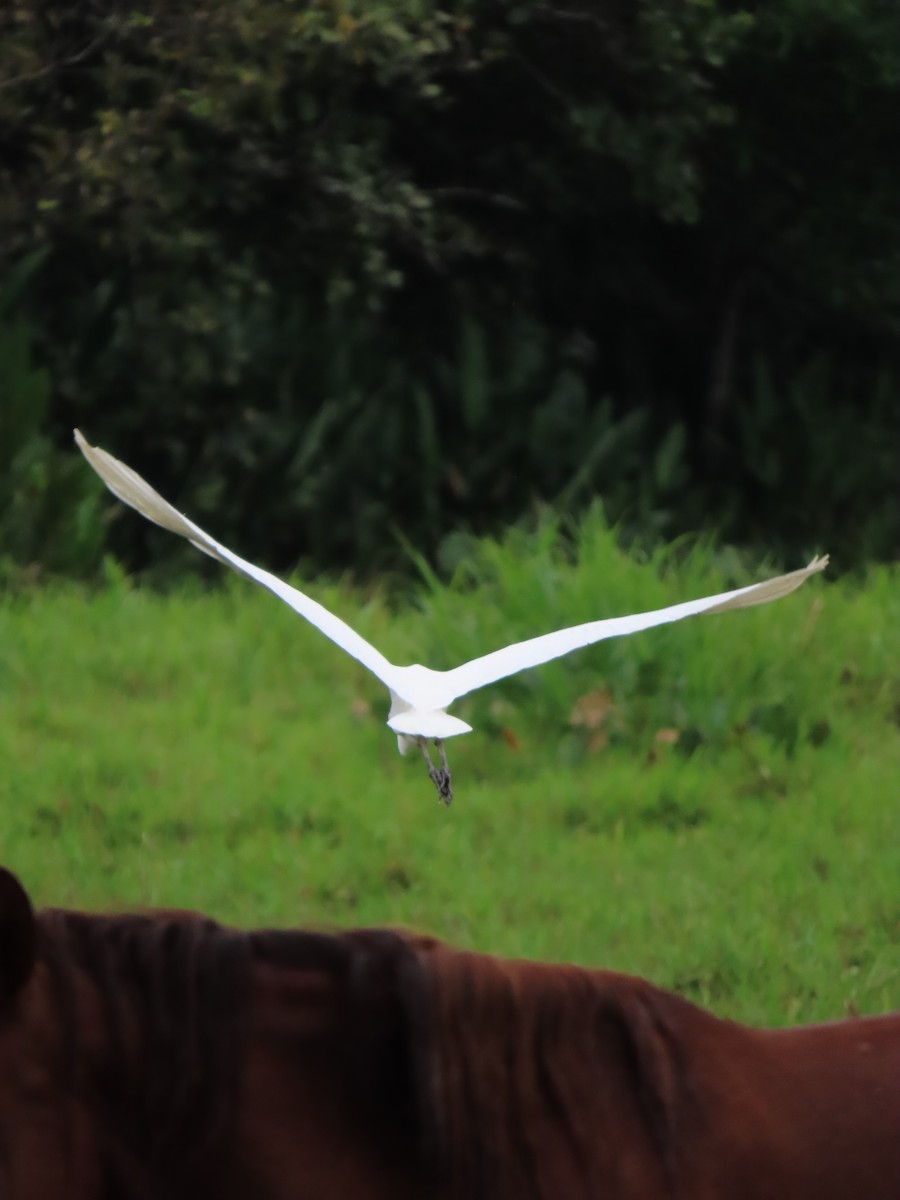 Great Egret - Cristian Cufiño