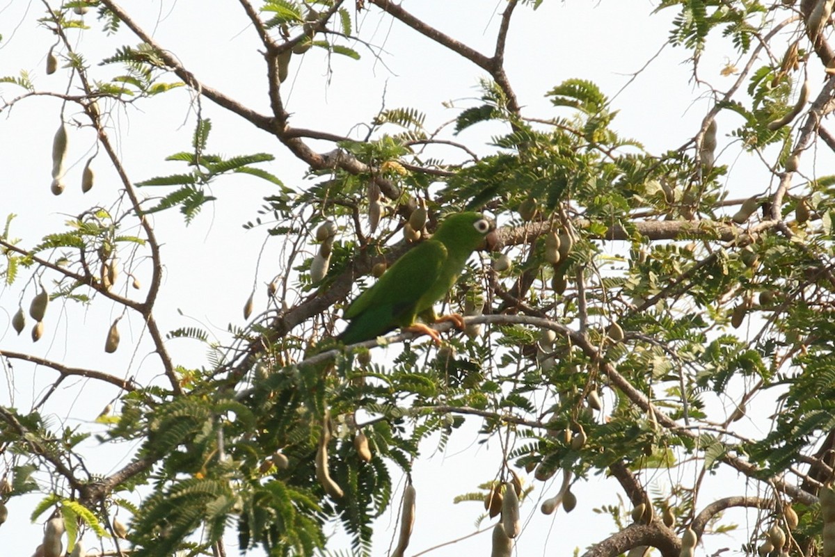 Blue-crowned Parakeet - ML617695029