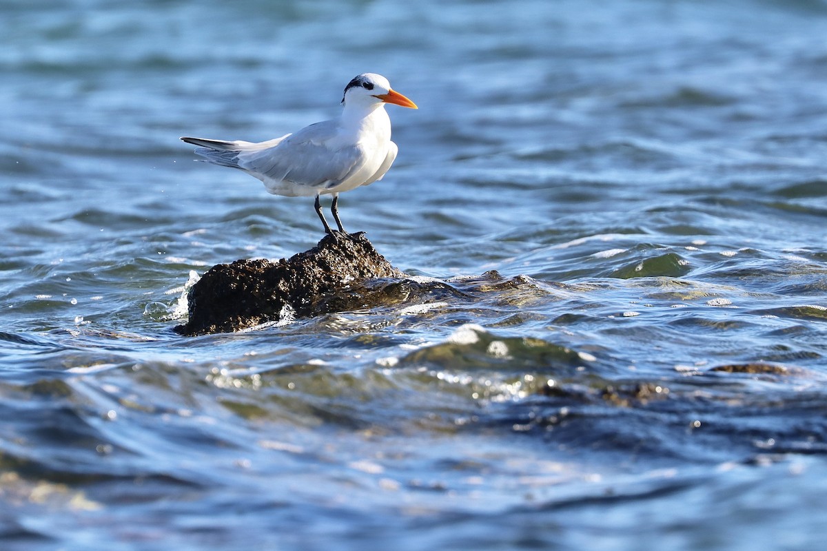 Royal Tern - ML617695092