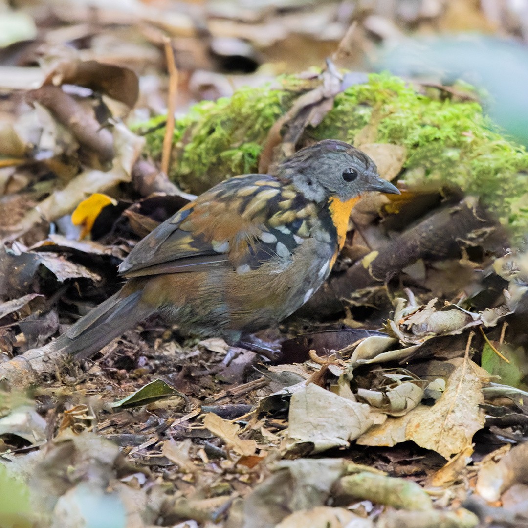 Australian Logrunner - Alexander Babych