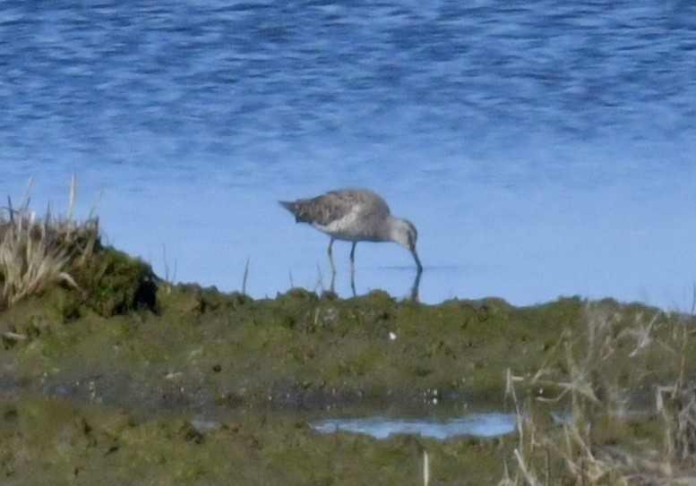 Short-billed Dowitcher - ML617695130