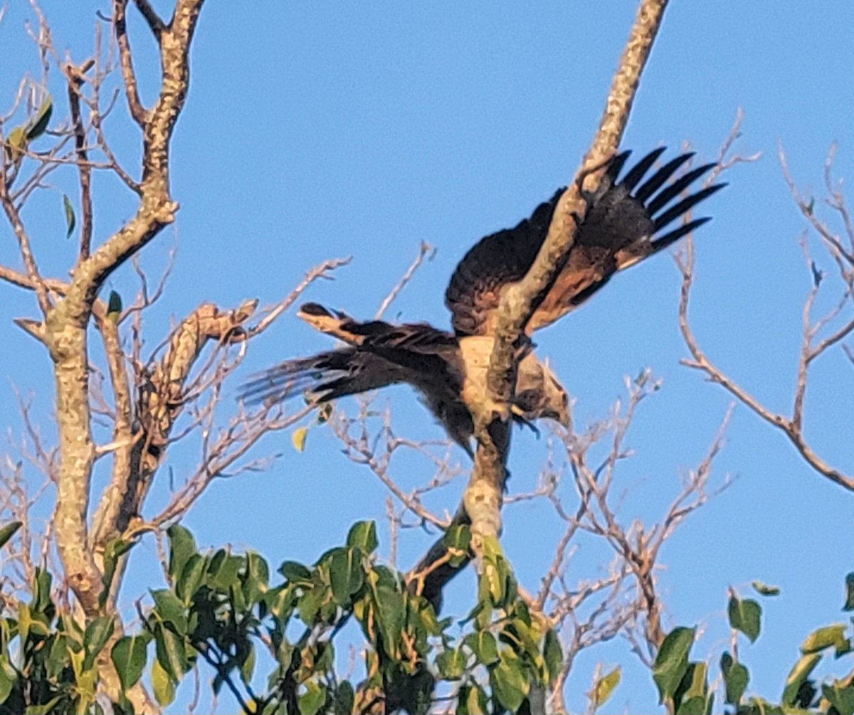 Yellow-headed Caracara - Keith Corliss