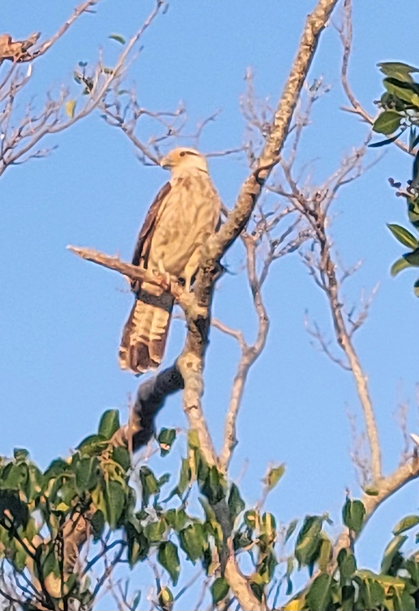 Yellow-headed Caracara - Keith Corliss