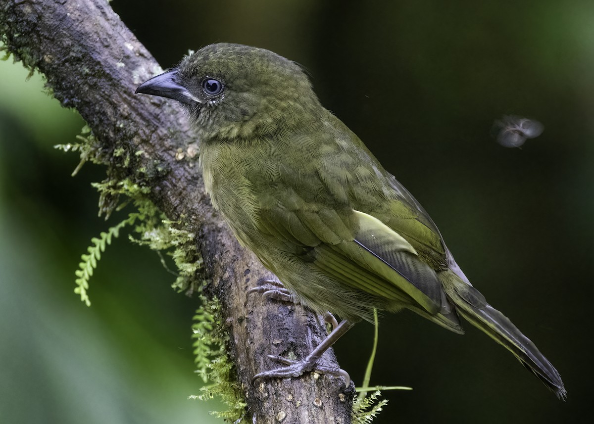 Ochre-breasted Tanager - ML617695155