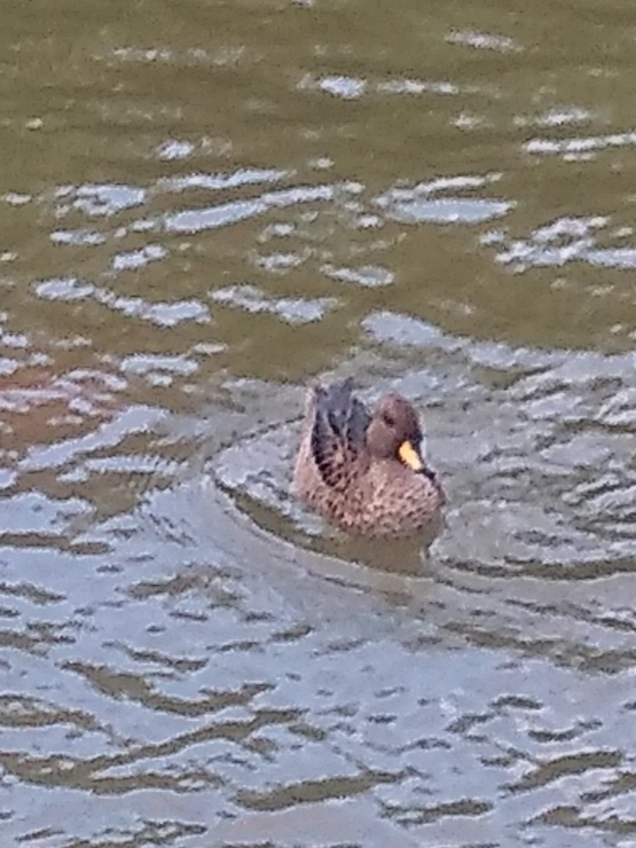 Yellow-billed Teal - ML617695174