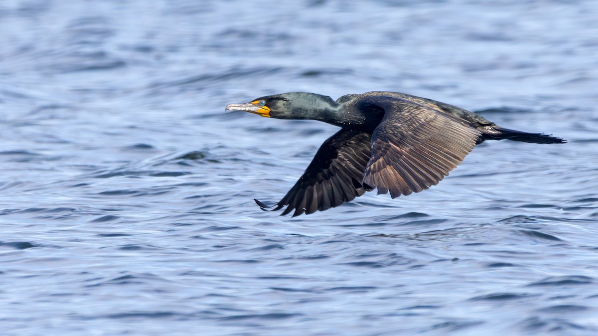 Double-crested Cormorant - ML617695176