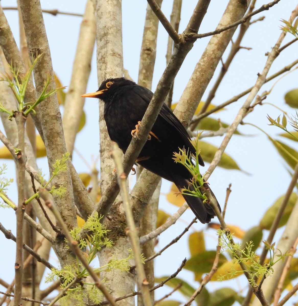 Glossy-black Thrush - ML617695179