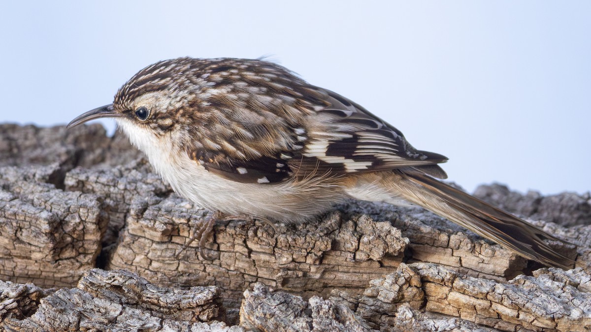 Brown Creeper - ML617695329