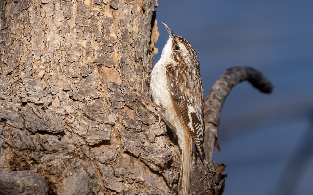 Brown Creeper - ML617695331