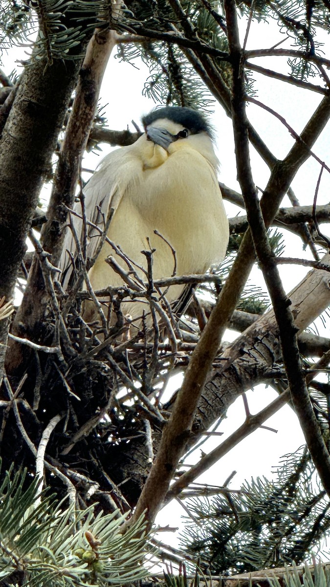 Black-crowned Night Heron - Elle Canalez