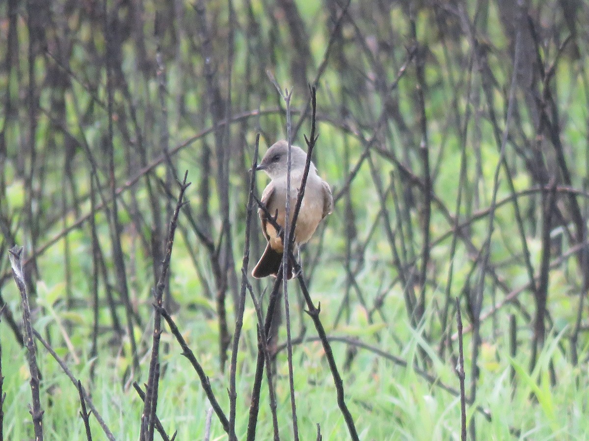 Say's Phoebe - Kevin Groeneweg