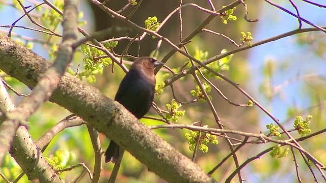 Brown-headed Cowbird - ML617695470