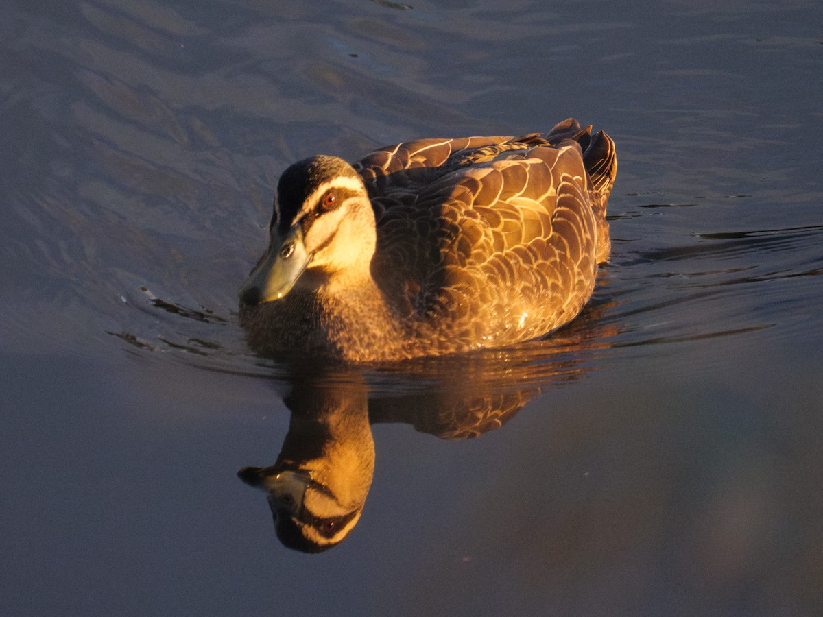 Pacific Black Duck - Julius Sonnenschein