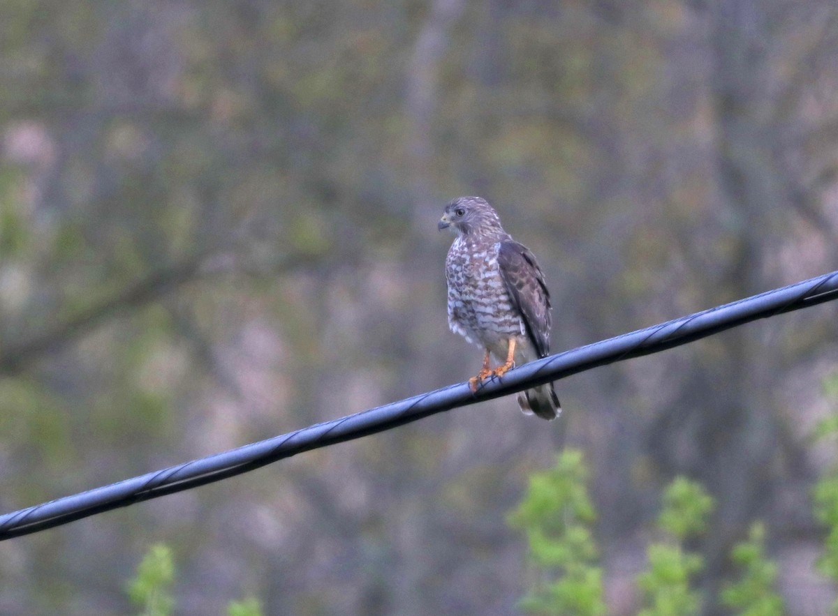 Broad-winged Hawk - Mark Nale