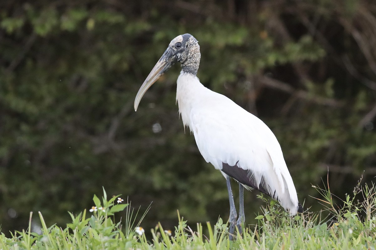 Wood Stork - ML617695508