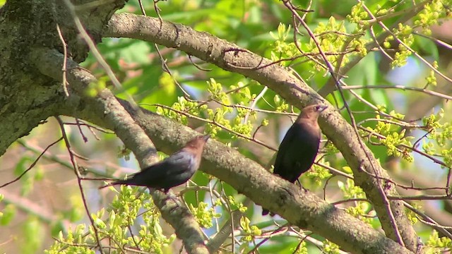 Brown-headed Cowbird - ML617695578