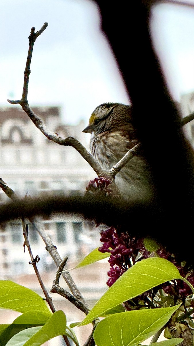 White-throated Sparrow - Elle Canalez