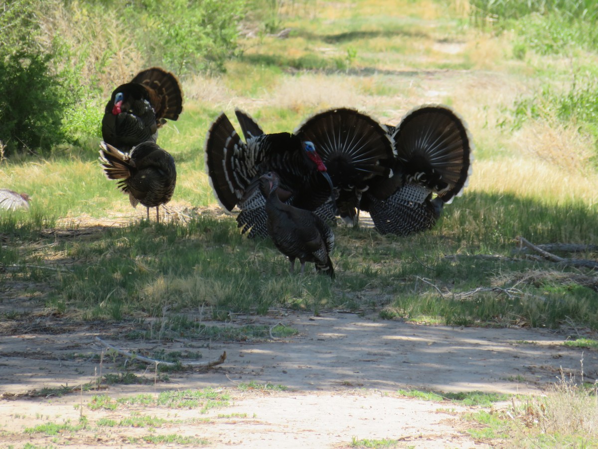 Wild Turkey - ML617695610