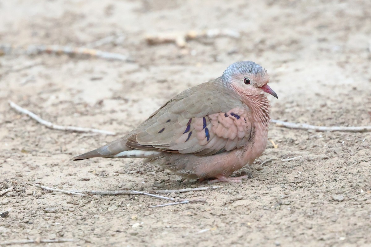 Common Ground Dove - ML617695634