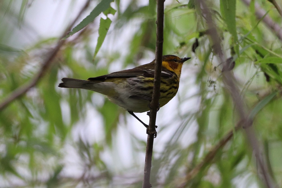 Cape May Warbler - ML617695670