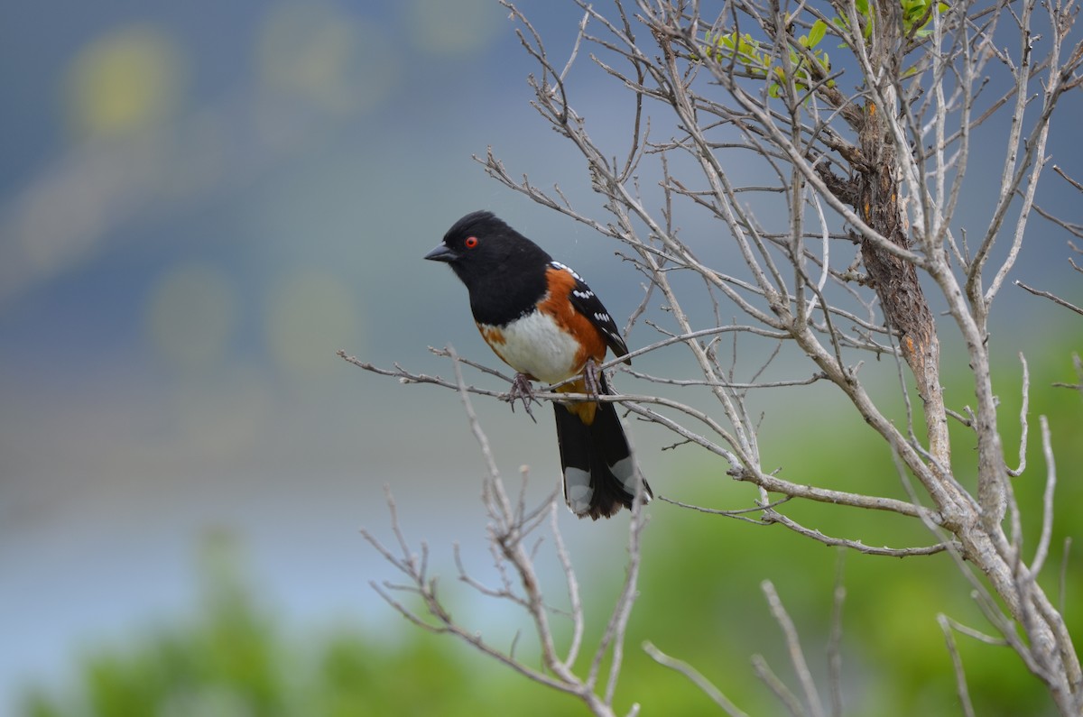 Spotted Towhee - ML617695682