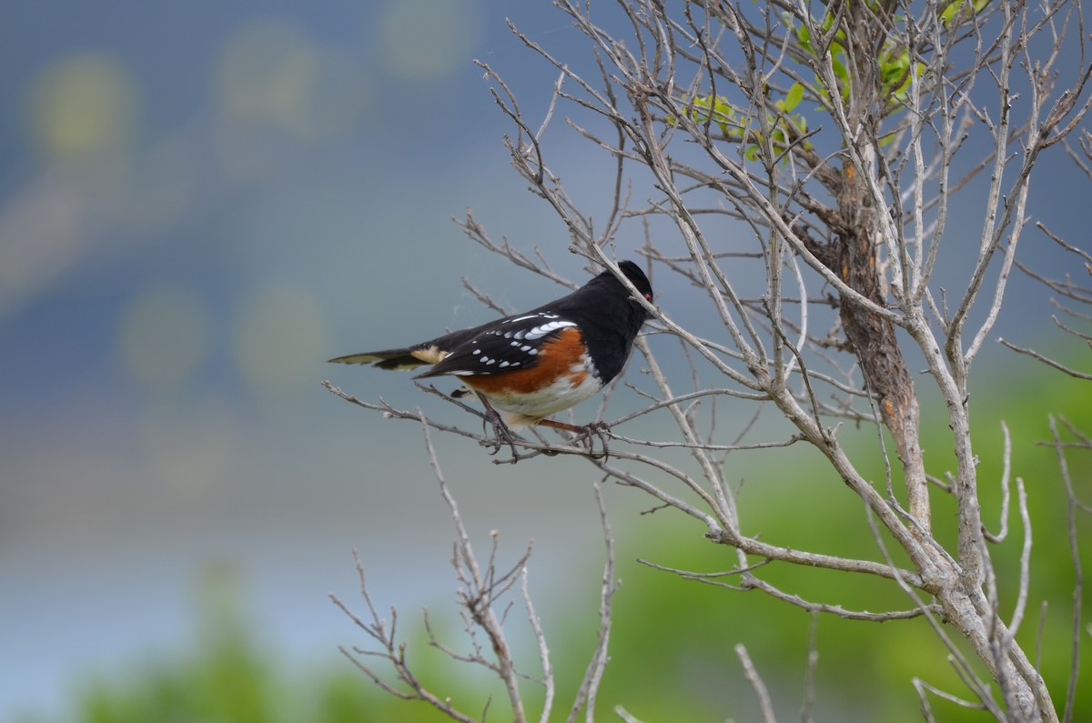 Spotted Towhee - ML617695683