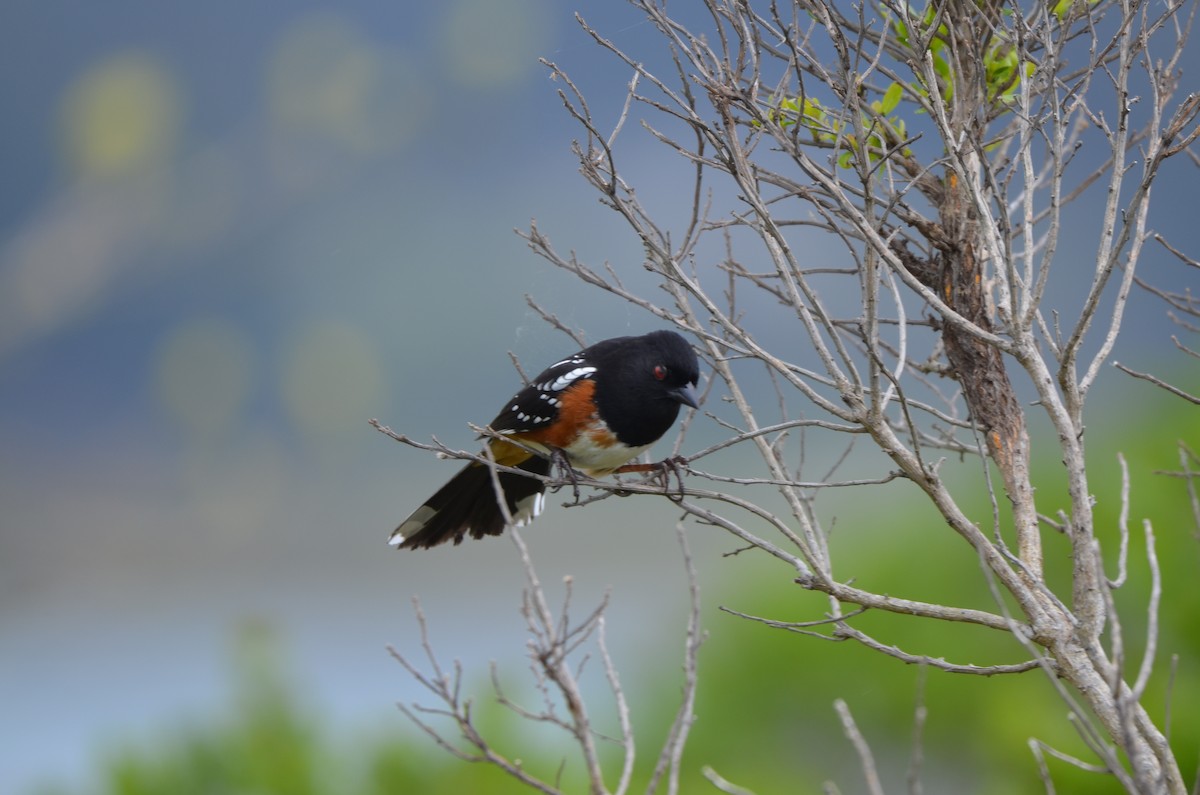 Spotted Towhee - ML617695685