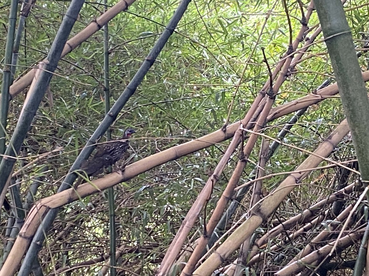 Band-tailed Guan - Juan Ramírez