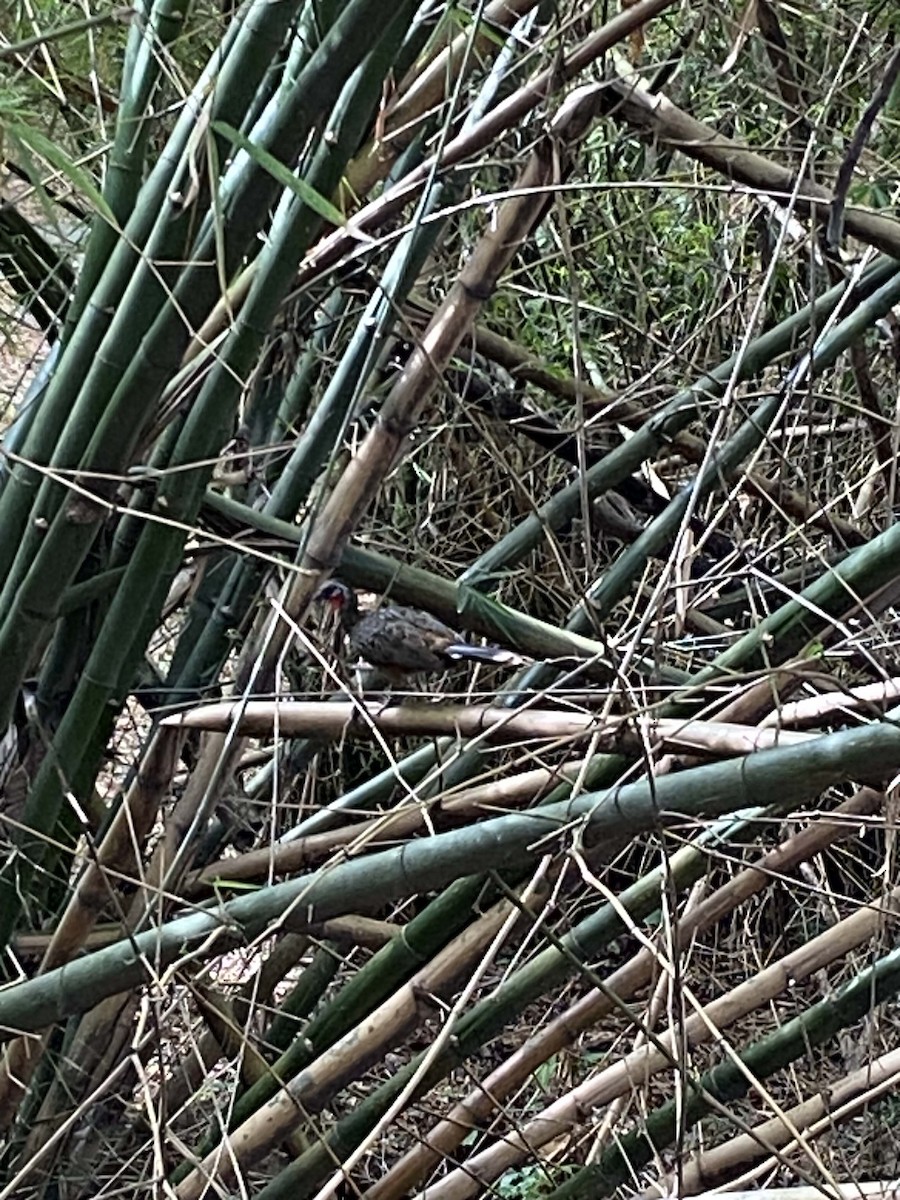 Band-tailed Guan - Juan Ramírez