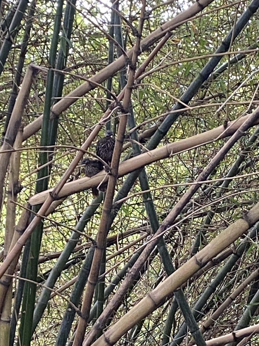 Band-tailed Guan - Juan Ramírez