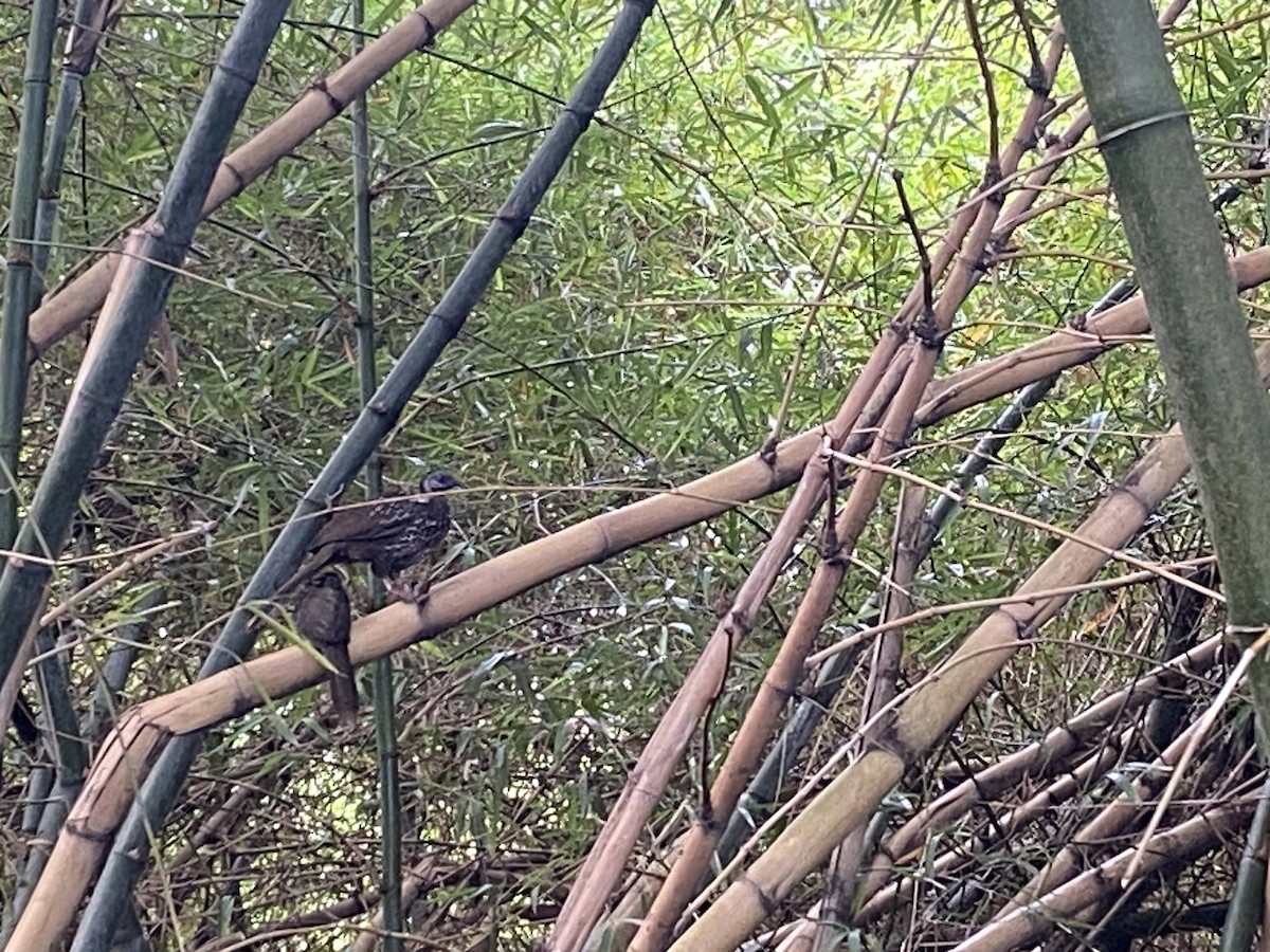 Band-tailed Guan - Juan Ramírez