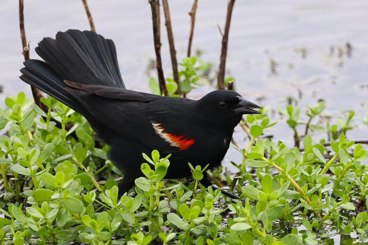 Red-winged Blackbird - ML617695705