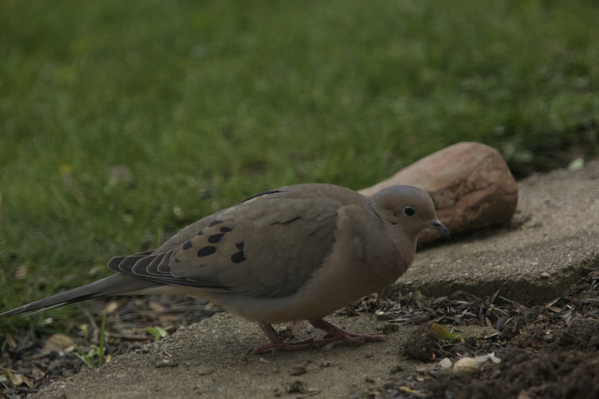 Mourning Dove - ML617695727